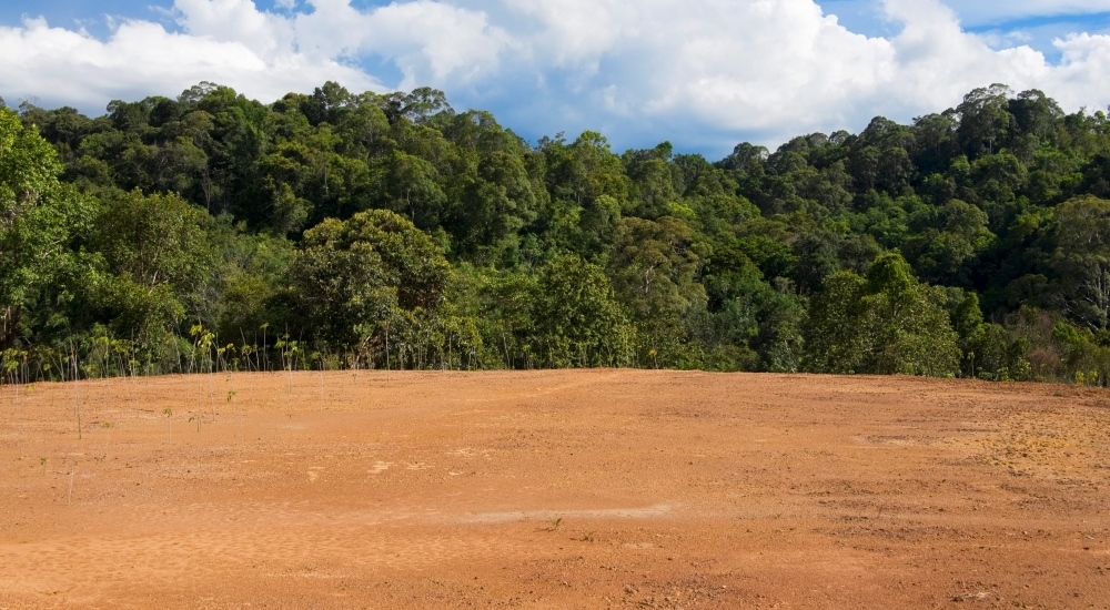 Palm Oil Deforestation